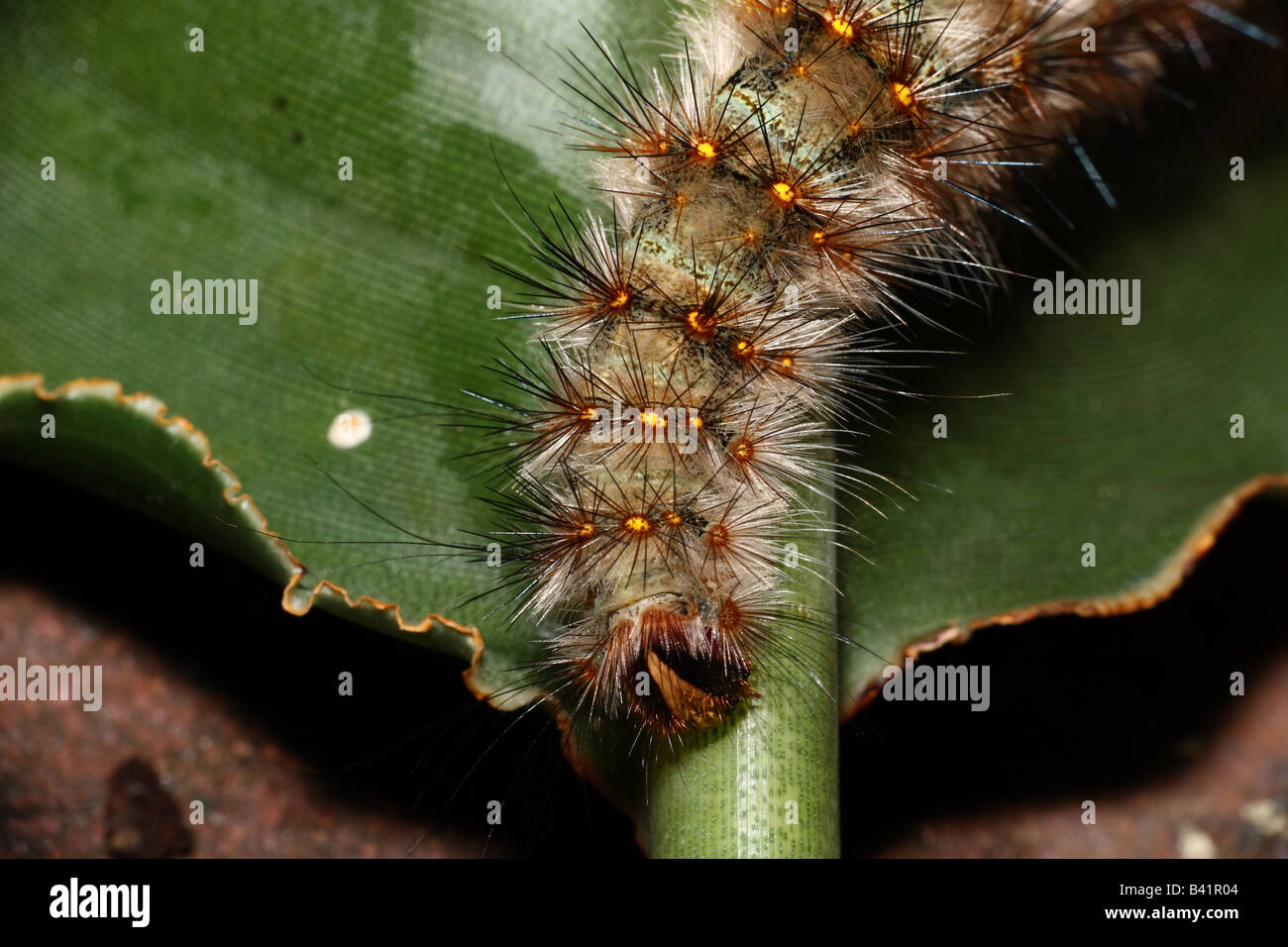 Caterpillar on Bird's of Paradise's Leave Stock Photo