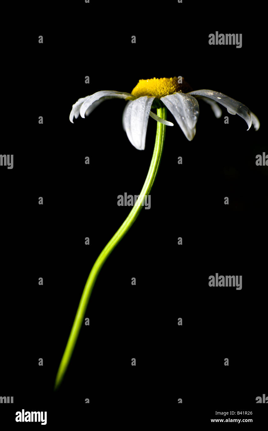Close up on Oxeye Daisy Chrysanthemum leucanthemum flower PA USA Stock Photo
