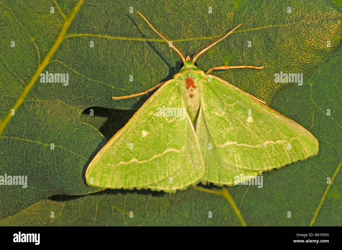 Large Emerald (Geometra papilionaria) adult on oak leaf Stock Photo