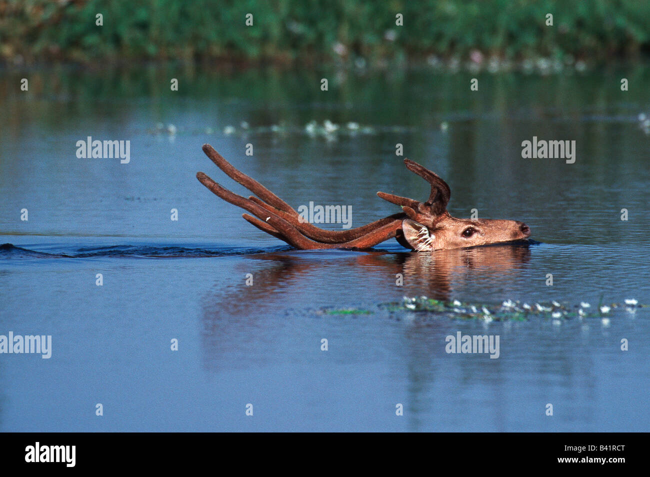 Indian Sambar Cervus unicolor buck swimming Ranthambore National Park India Stock Photo
