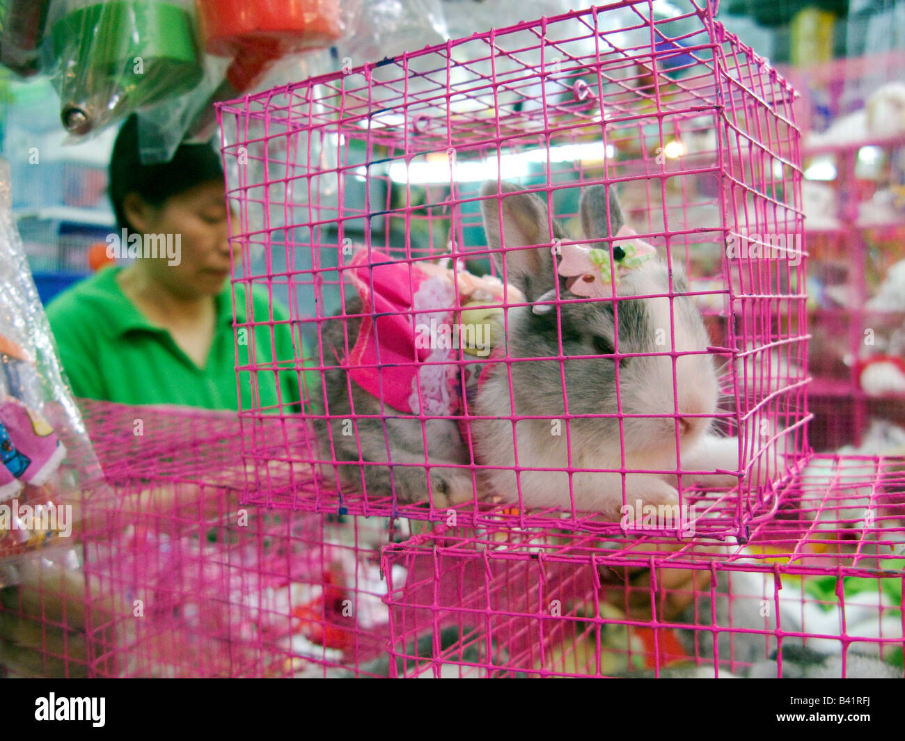 Caged bunny rabbit, Chatuchak market, Bangkok. Thailand Stock Photo Alamy