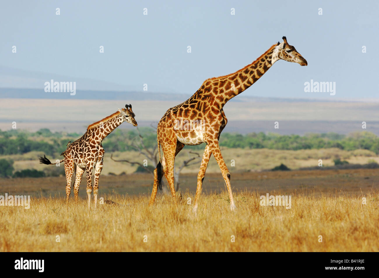 Masai Giraffe Giraffa camelopardalis tippelskirchi female with young Masai Mara Kenya Africa Stock Photo