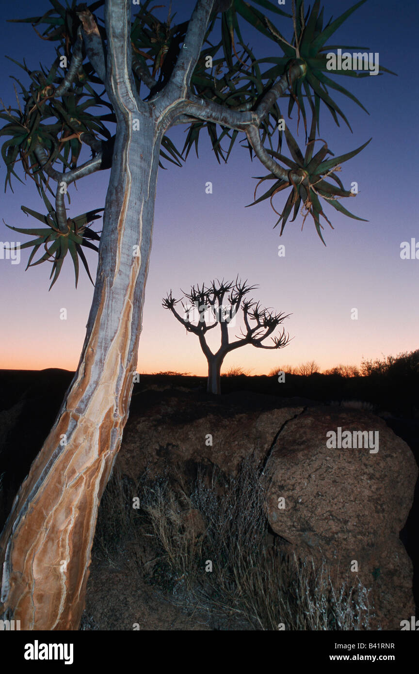 Quiver tree Kokerboom Aloe dichotoma trees at dawn Namibia Africa Stock Photo
