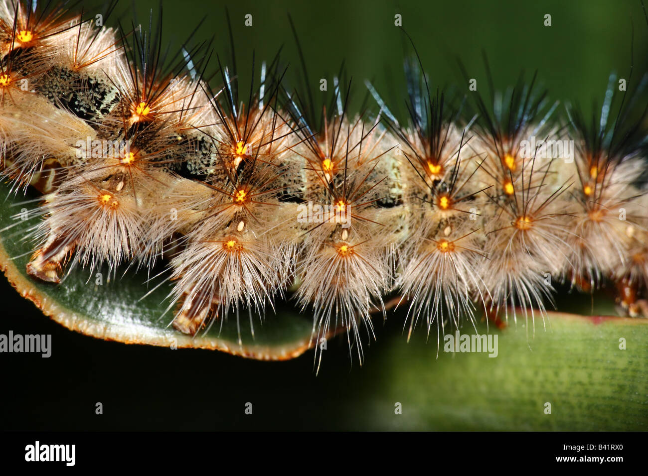 Huge Spiky Caterpillar Stock Photo