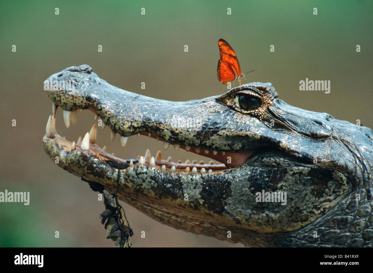 Spectacled Caiman Caiman crocodilus adult with Julia Butterfly Dryas iulia Pantanal Brazil South America Stock Photo