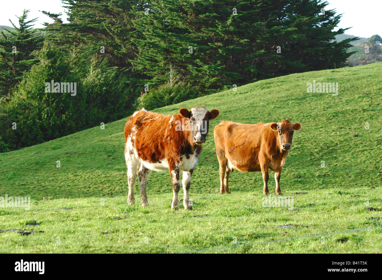 Brown dairy herd cows at pasture, Taranaki, New Zealand Stock Photo Alamy