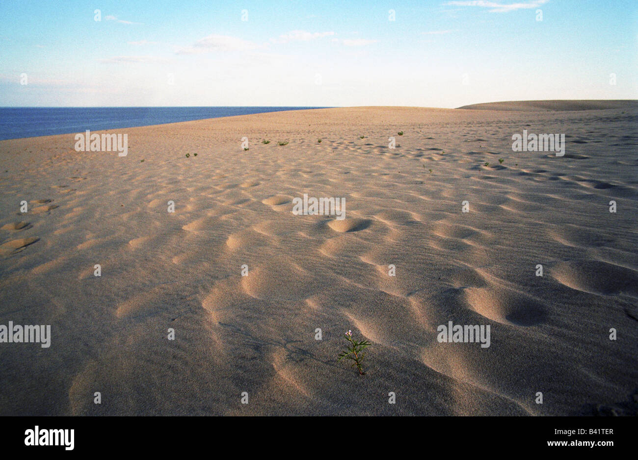 Dune landscape of the Curonian Spit, Morskoje, Russia Stock Photo