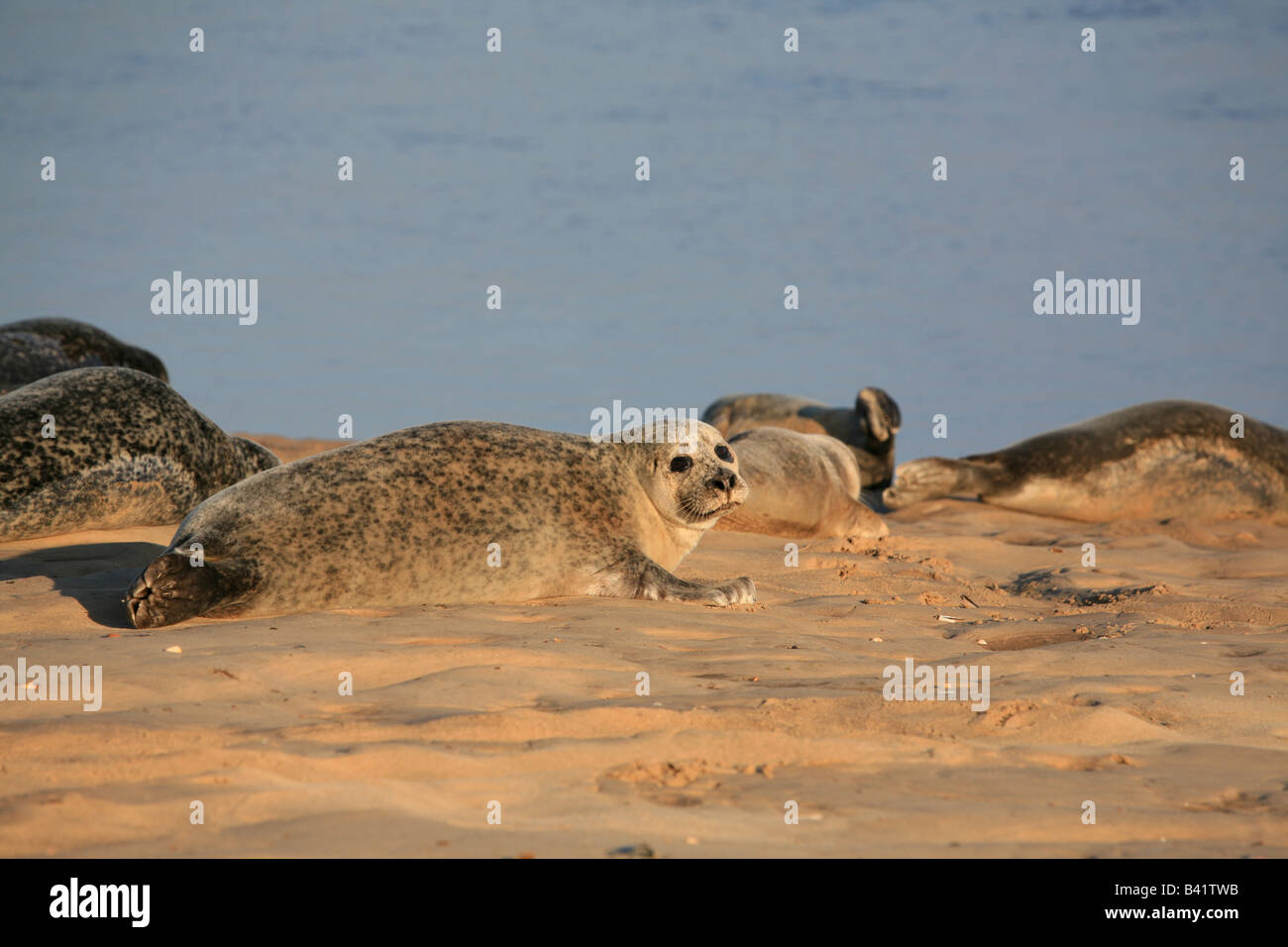 Common seals on sandy beach Stock Photo Alamy