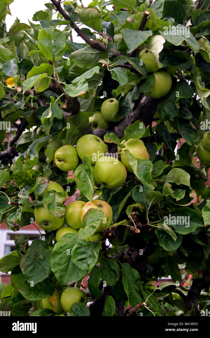 ENGLISH BRAMLEY'S SEEDLING COOKING APPLES ON THE TREE Stock Photo Alamy