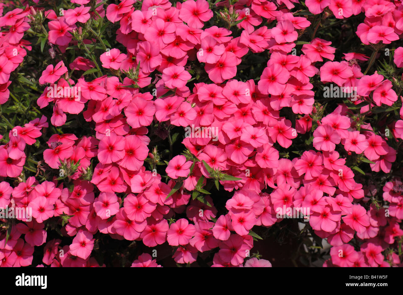 Annual Phlox (Phlox drummondii), variety: Phoenix Pink, flowering Stock Photo