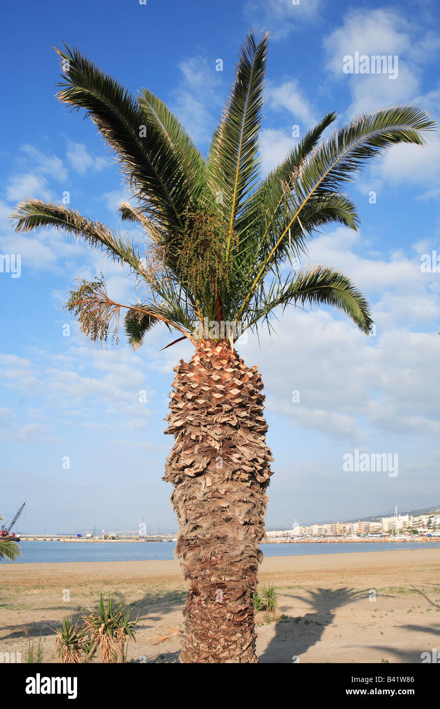 A Cretan date palm Phoenix theophrasti growing beside the Town Beach in ...