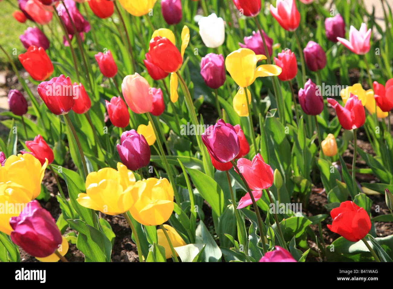 Colourful garden bed tulips hi-res stock photography and images - Alamy