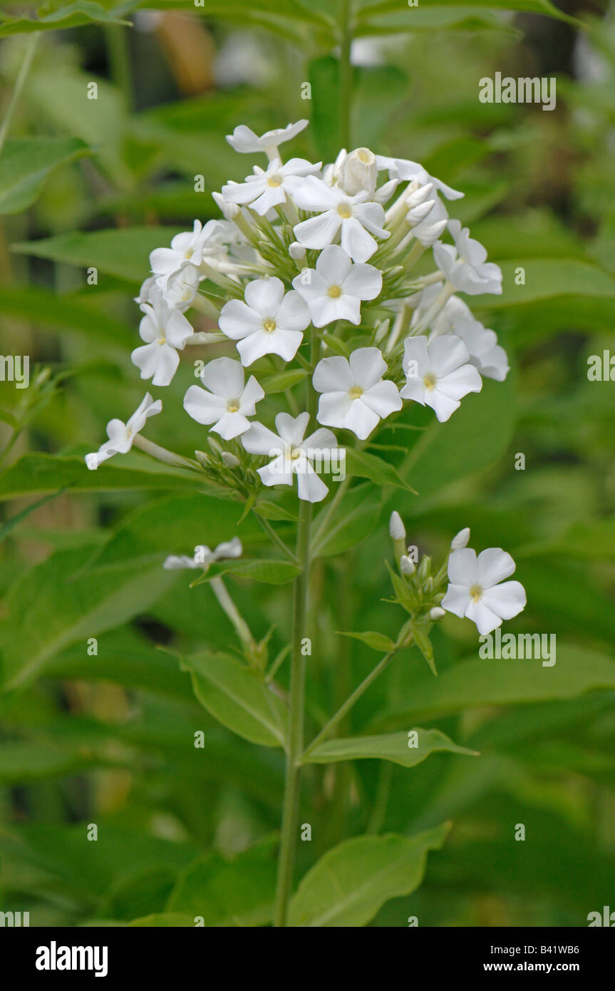 Largeleaf Phlox (Phlox amplifolia), variety: Weisse Wolke, flowering Stock Photo