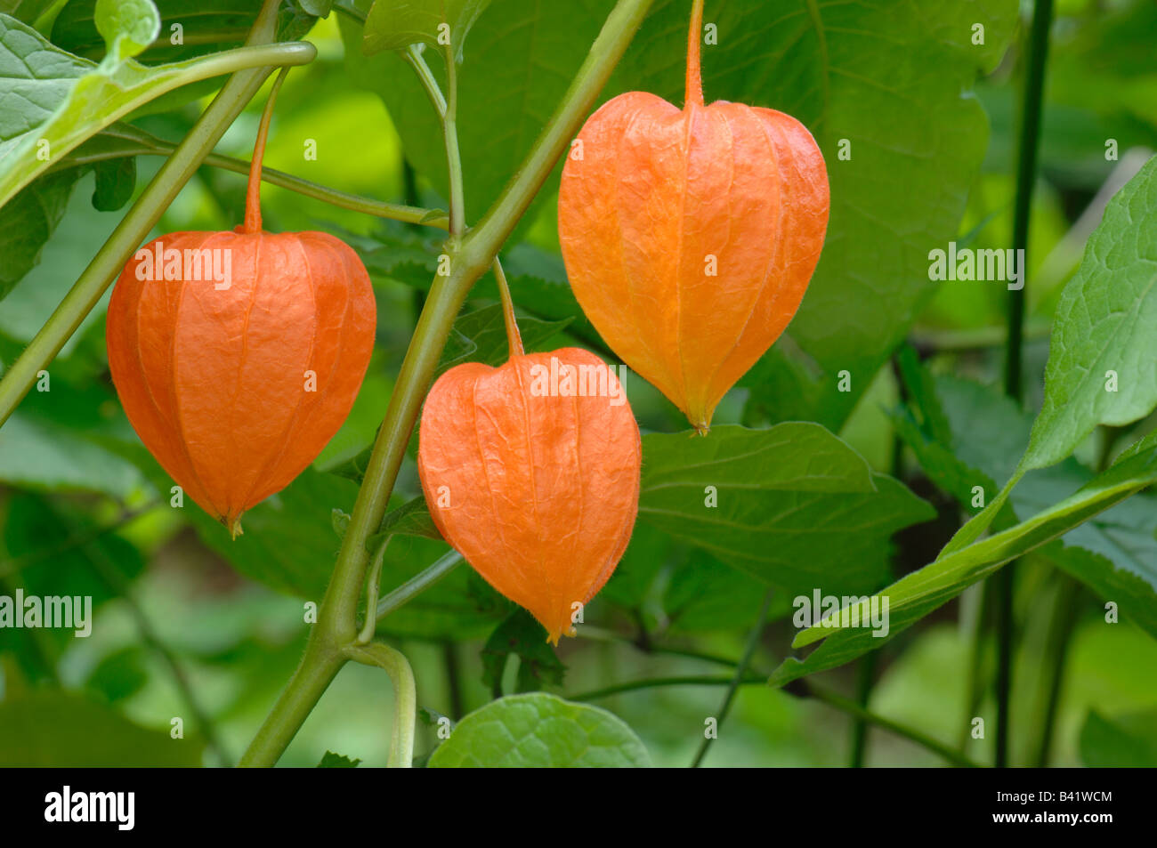 Strawberry Tomato, Winter Cherry (Physalis alkekengi) twig with fruit Stock Photo