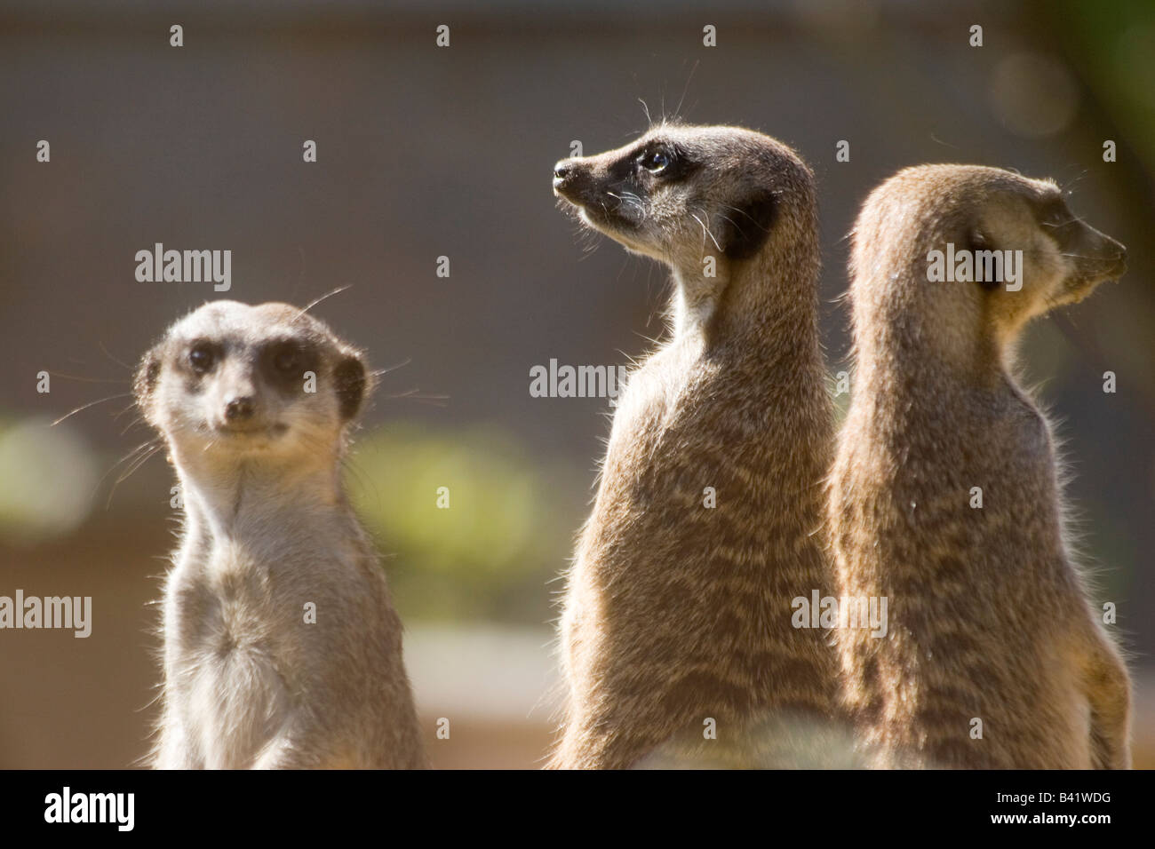 A trio of meerkats keeping lookout Stock Photo