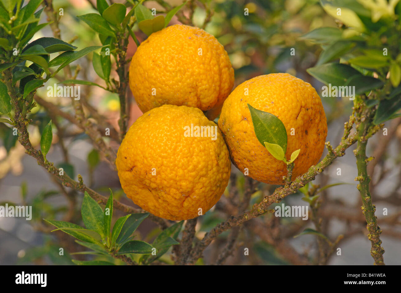 Chinotto, Myrtle leaved orange tree (Citrus myrtifolia) twig with ripe fruit Stock Photo
