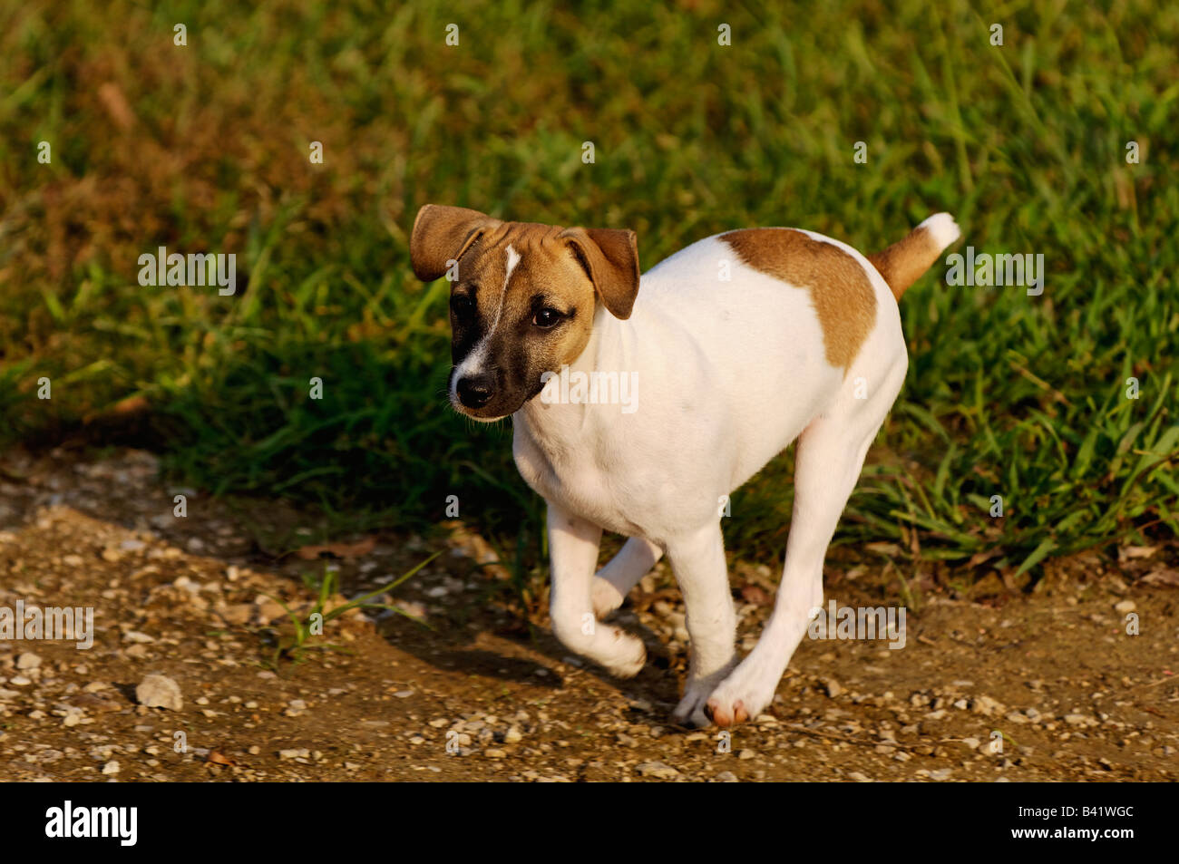 Jack Russell Terrier Puppy Running Stock Photo