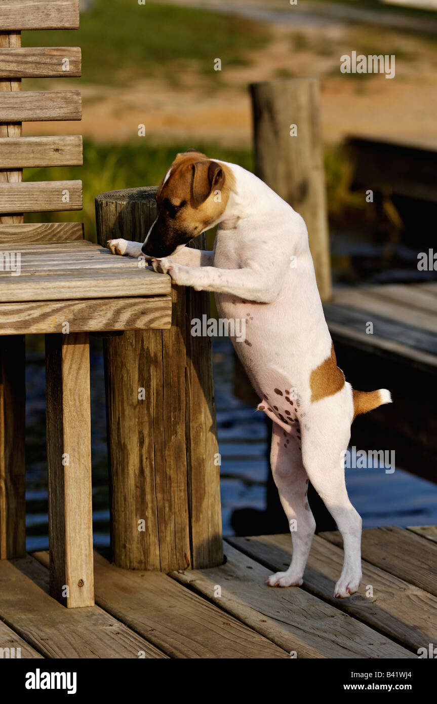 Jack russell cheap legs