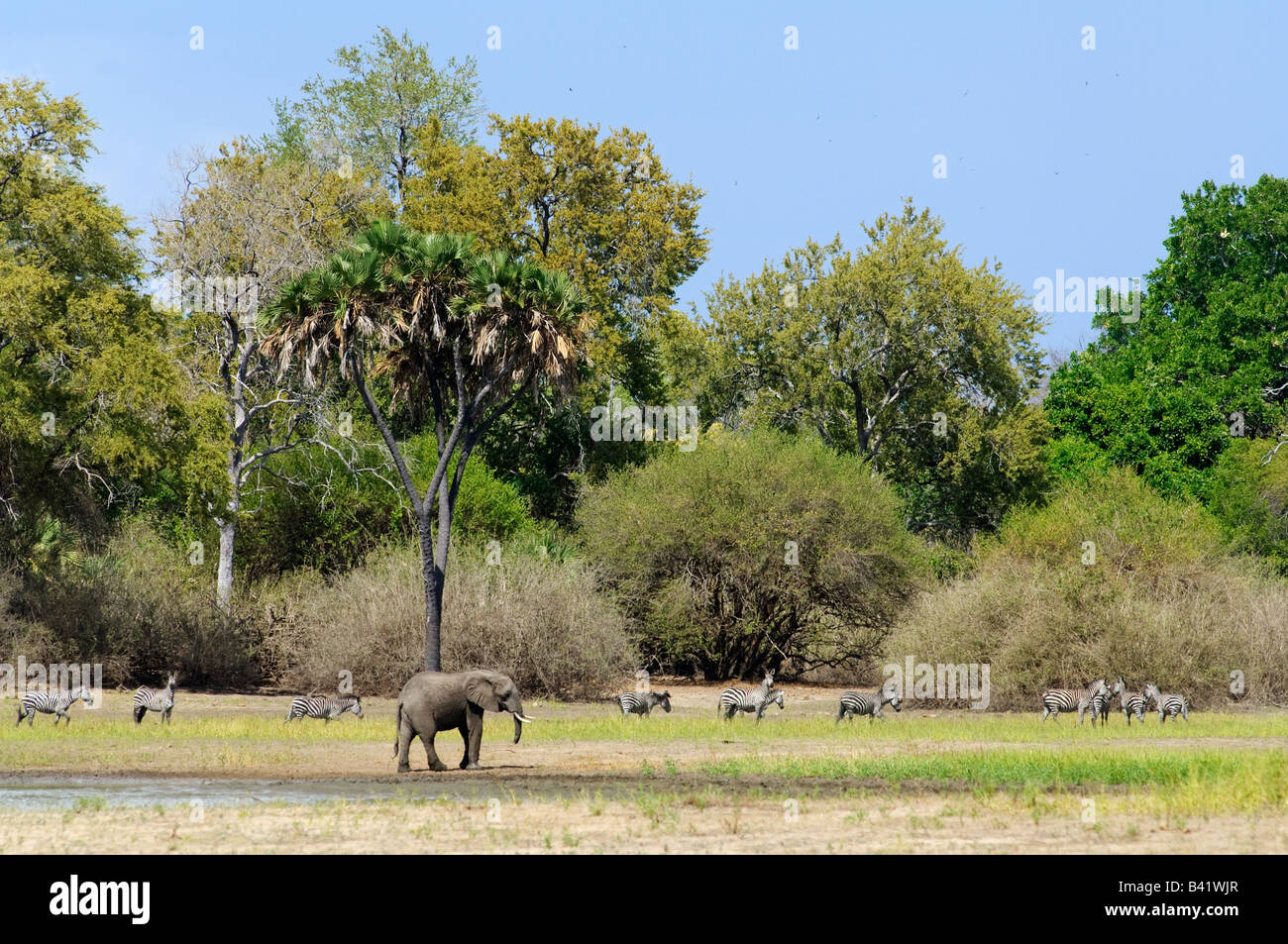 Elephant and zebras walking along the bank of Rufiji river, Selous Game Reserve, Tanzania Stock Photo