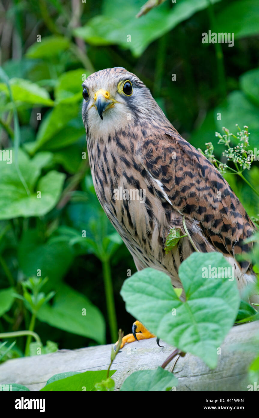 Kestrel: falco tinunculus. Stock Photo