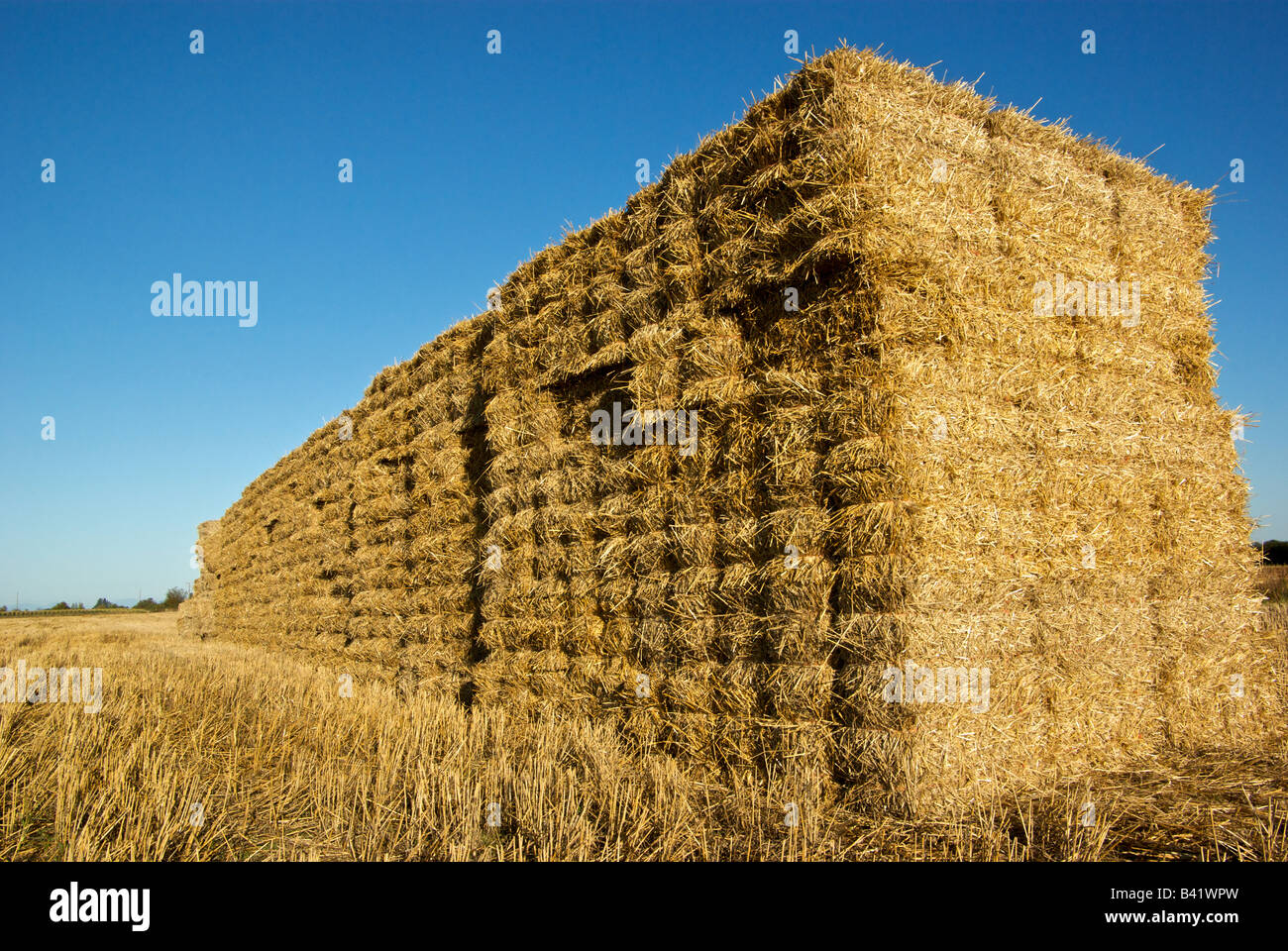 Wall of hay straw bales stacked in a barley field Stock Photo