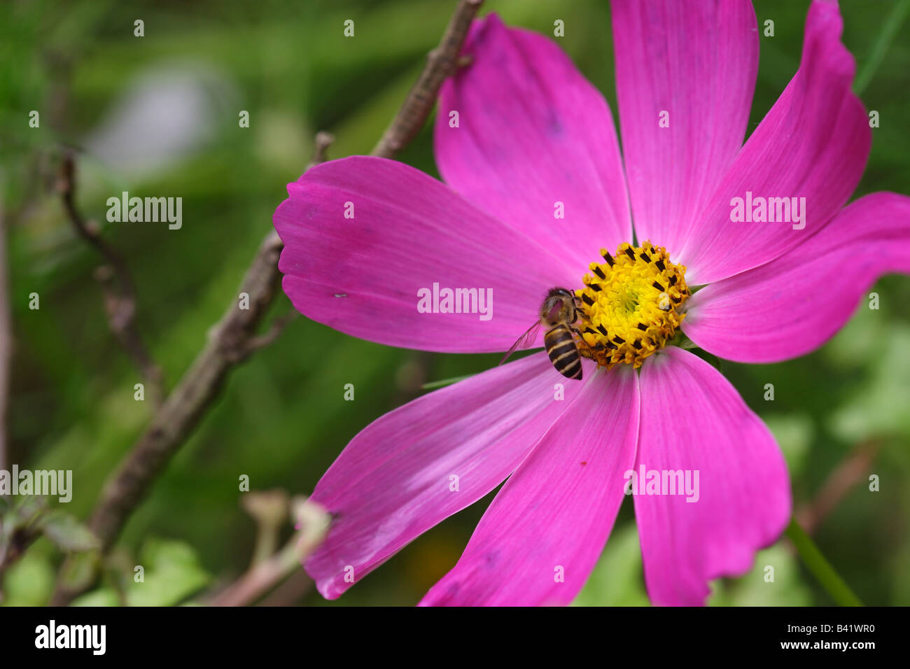 Flying insects hires stock photography and images Alamy