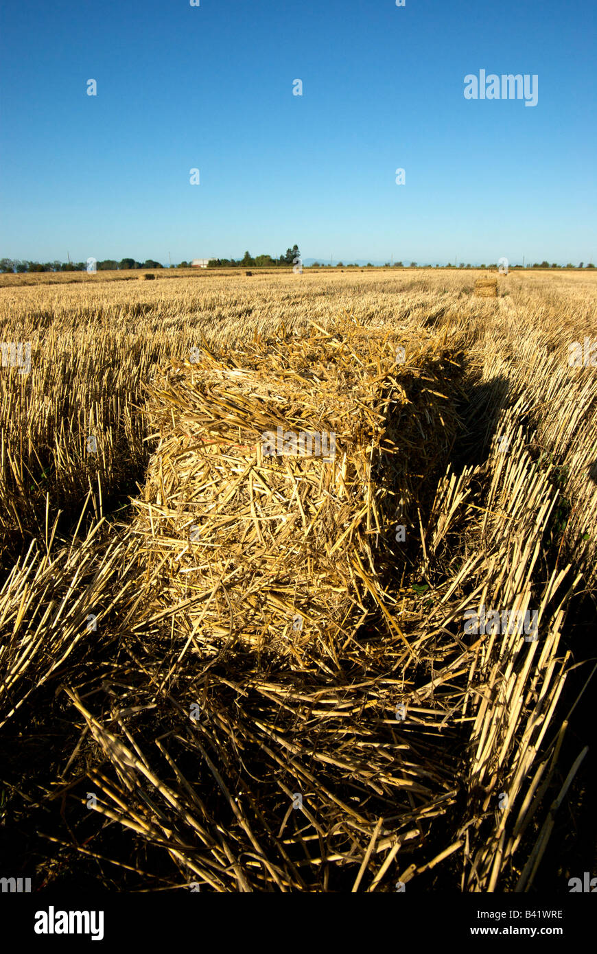 Hay bales in barley field awaiting pick up Stock Photo