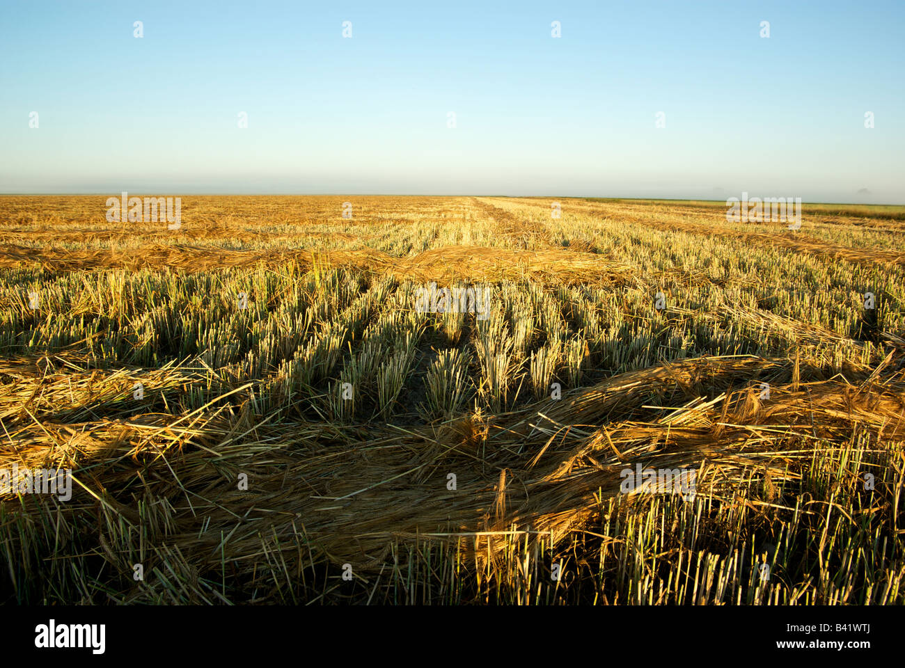 Rows of swathed cut barley awaiting combining Stock Photo