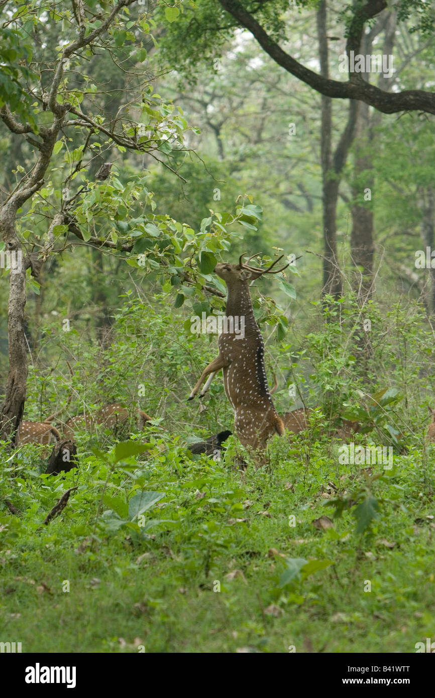 Axis deer feeding Stock Photo Alamy