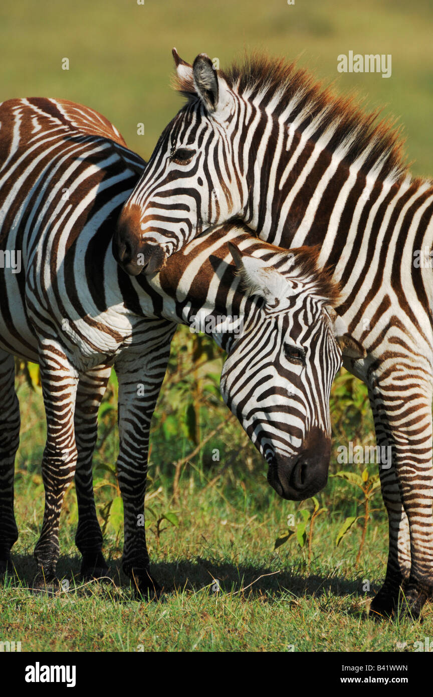 Plains Zebras Equus quagga pair Lake Nakuru Kenya Africa Stock Photo