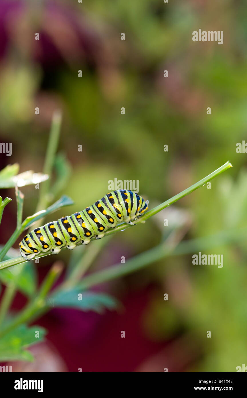 Black Swallowtail caterpillar feeds on parsley plant, USA Stock Photo