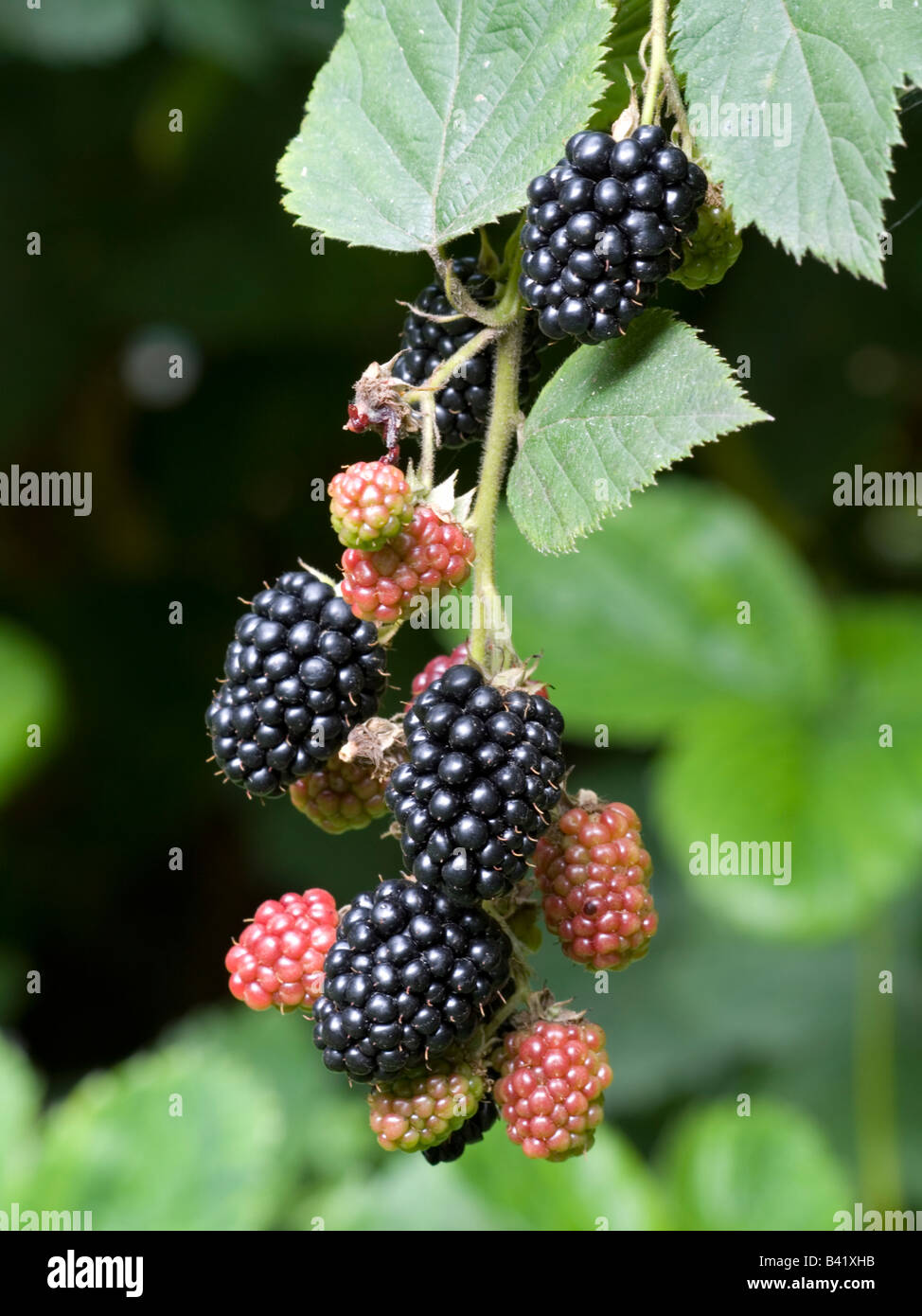 Blackberries ready to be picked. Stock Photo