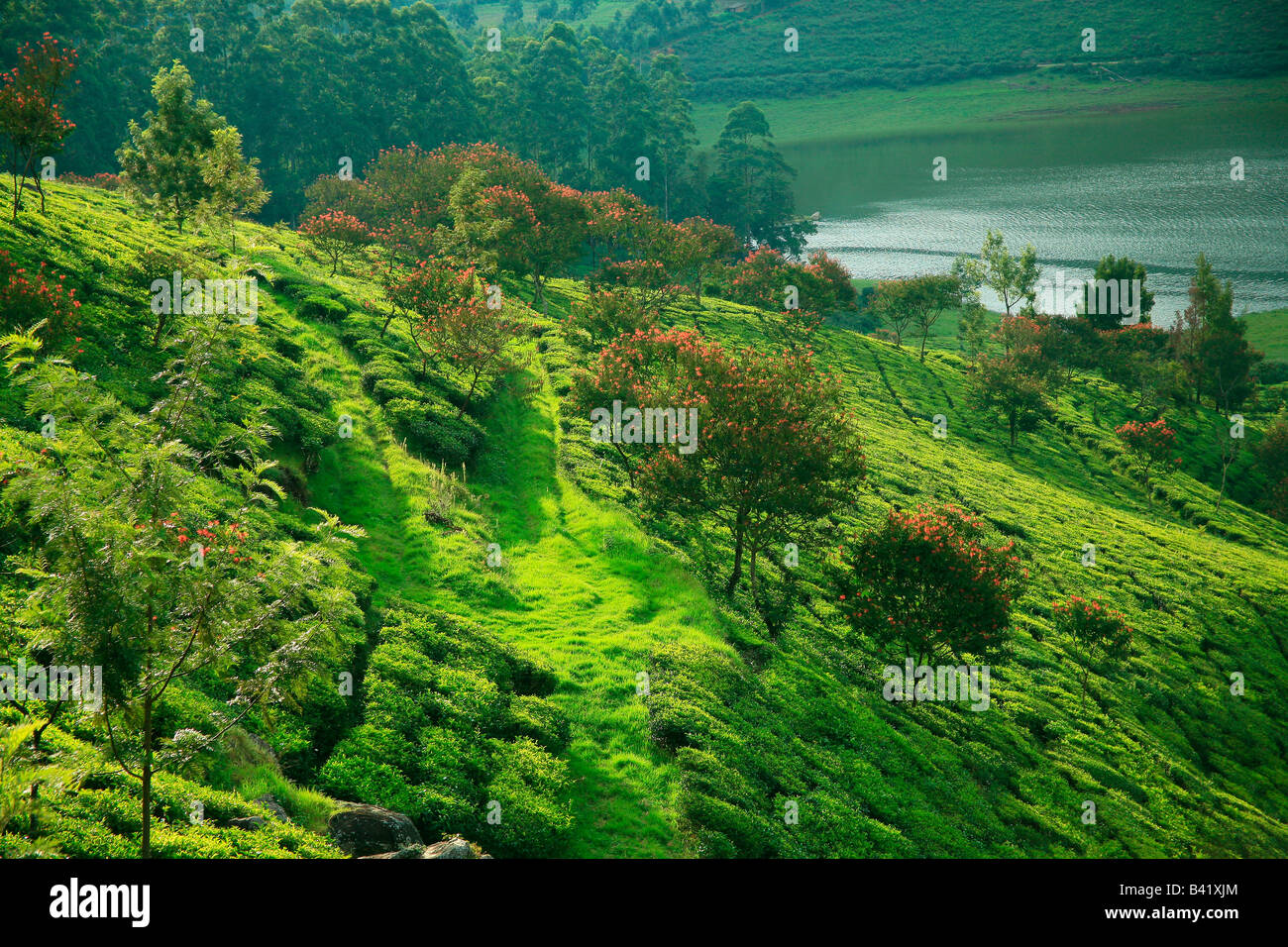 Tea Plantation or Tea estate or Tea Garden or Tea cultivation in Munnar