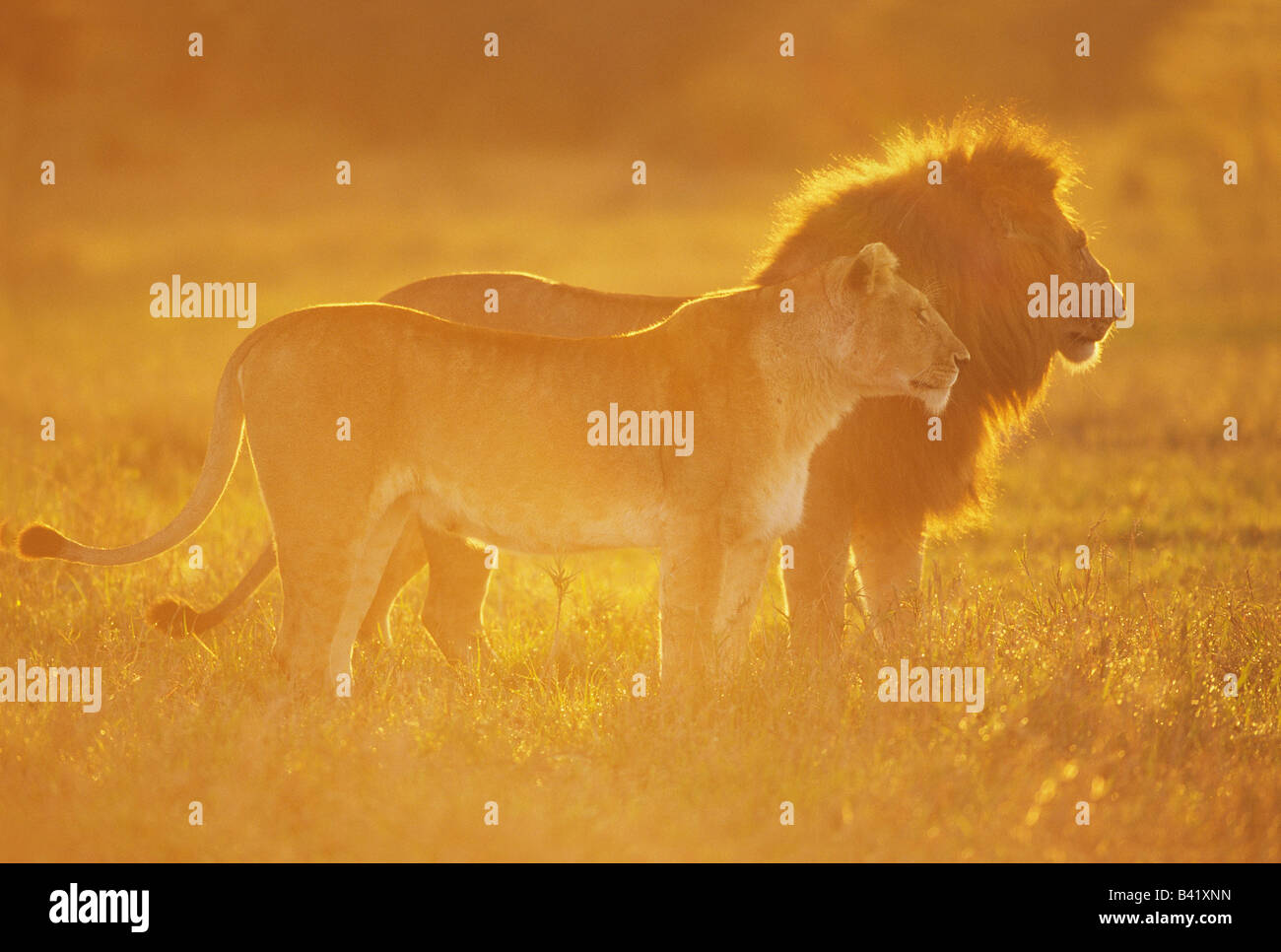 Golden Light on Mating Pair of African Lions Stock Photo