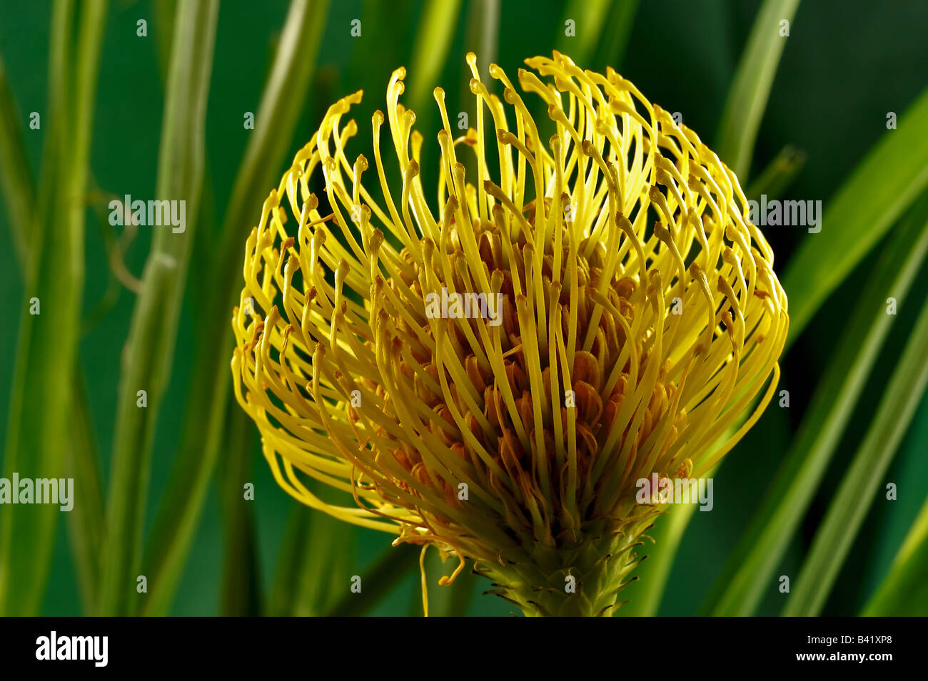 Leucospermum cuneiforme or pincushion protea. Evergreen shrubs found mainly from tropical Africa to South Africa Stock Photo
