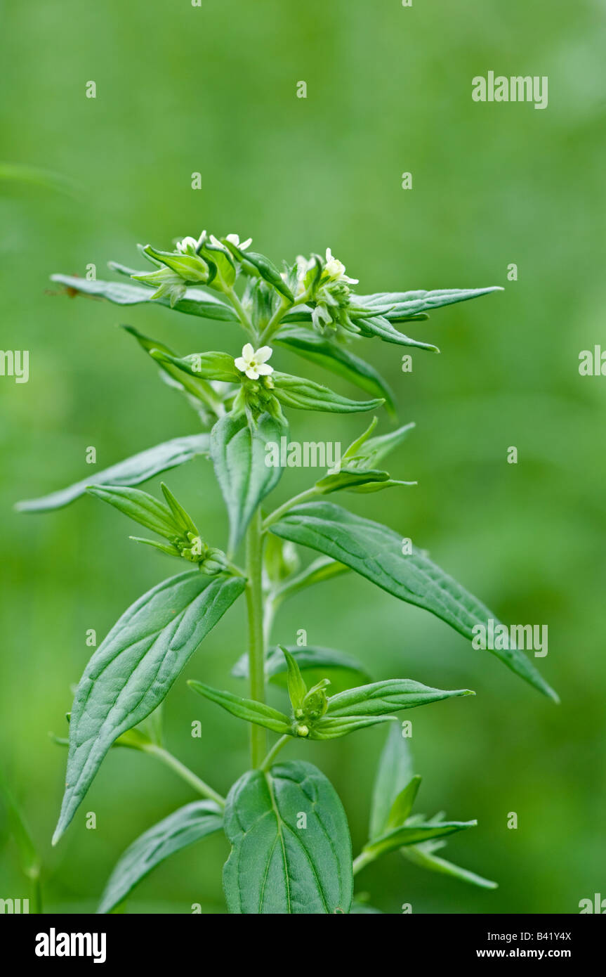 Common Gromwell:  Lithospermum officinale Stock Photo