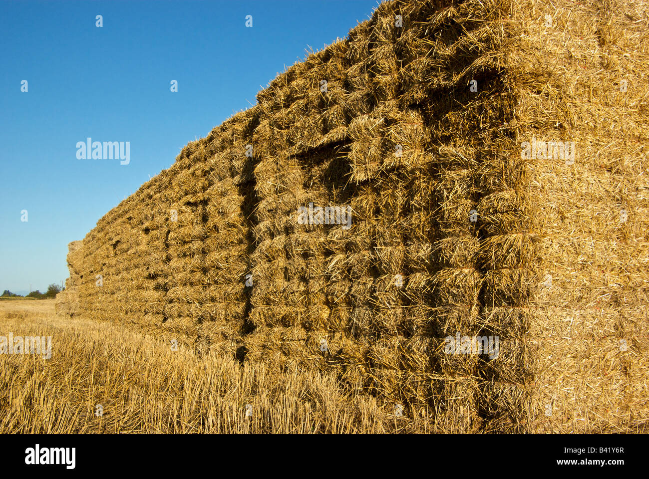Wall of hay bales stacked in a barley field Stock Photo