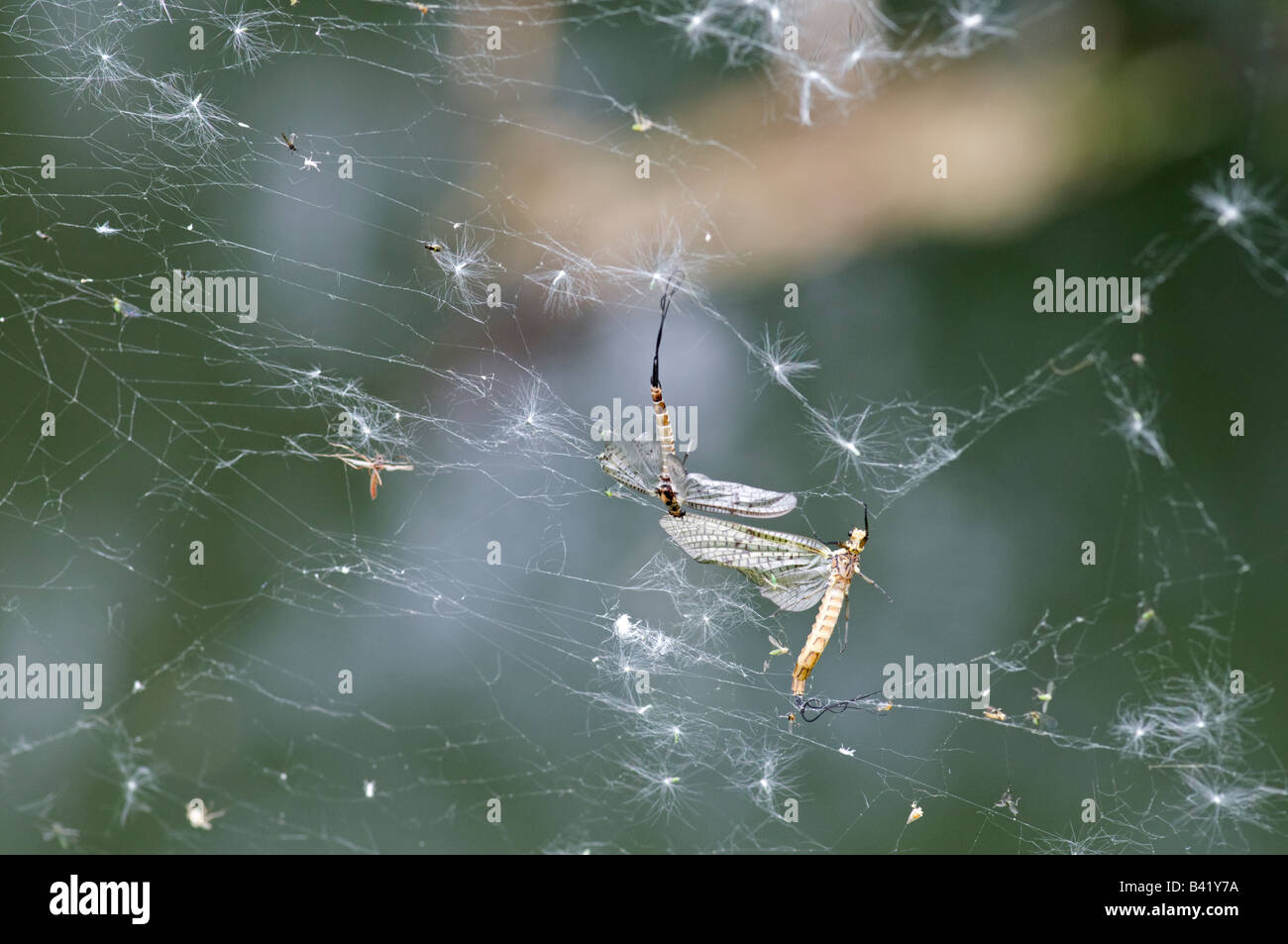 Mayflies caught in spider web,  Surrey, England.  May Stock Photo