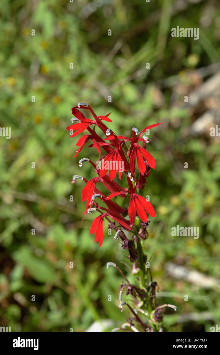 Cardinal Flower wildflower Stock Photo Alamy