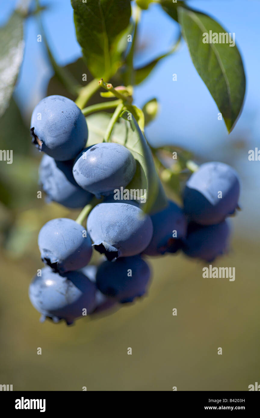 Blueberry farms hires stock photography and images Alamy