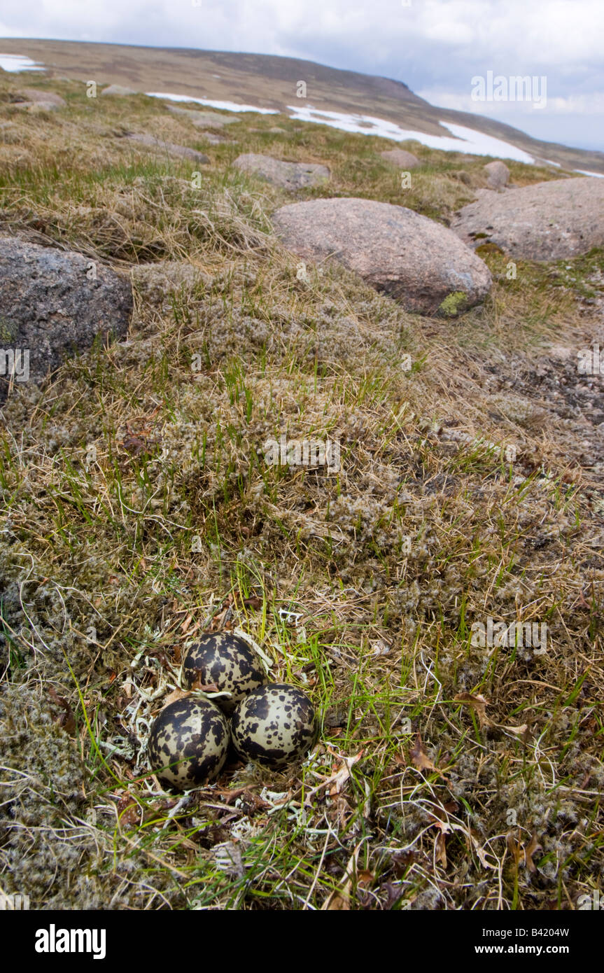 Nest and three eggs of a Dotterel, Charadrius morinellus, on Rhacomitrium moss heath vegetation on Cairngorm plateau Stock Photo