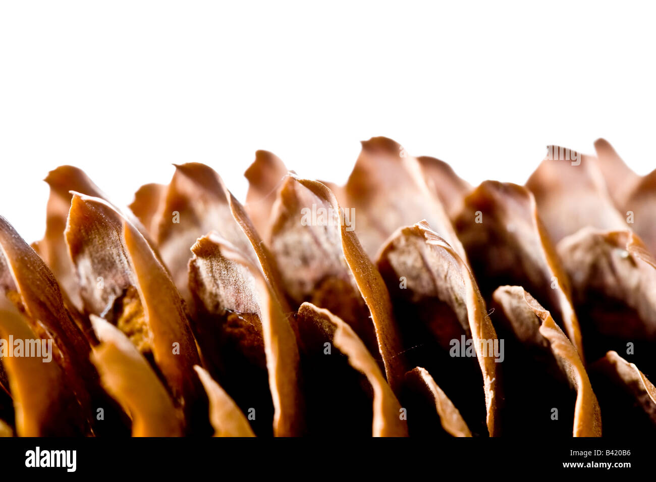 pine cone isolated on white background Stock Photo - Alamy