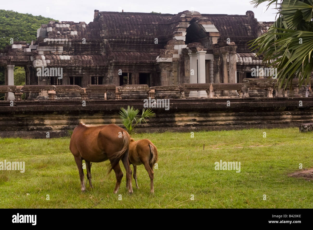 Horses outside library at Angkor Wat, Cambodia Stock Photo