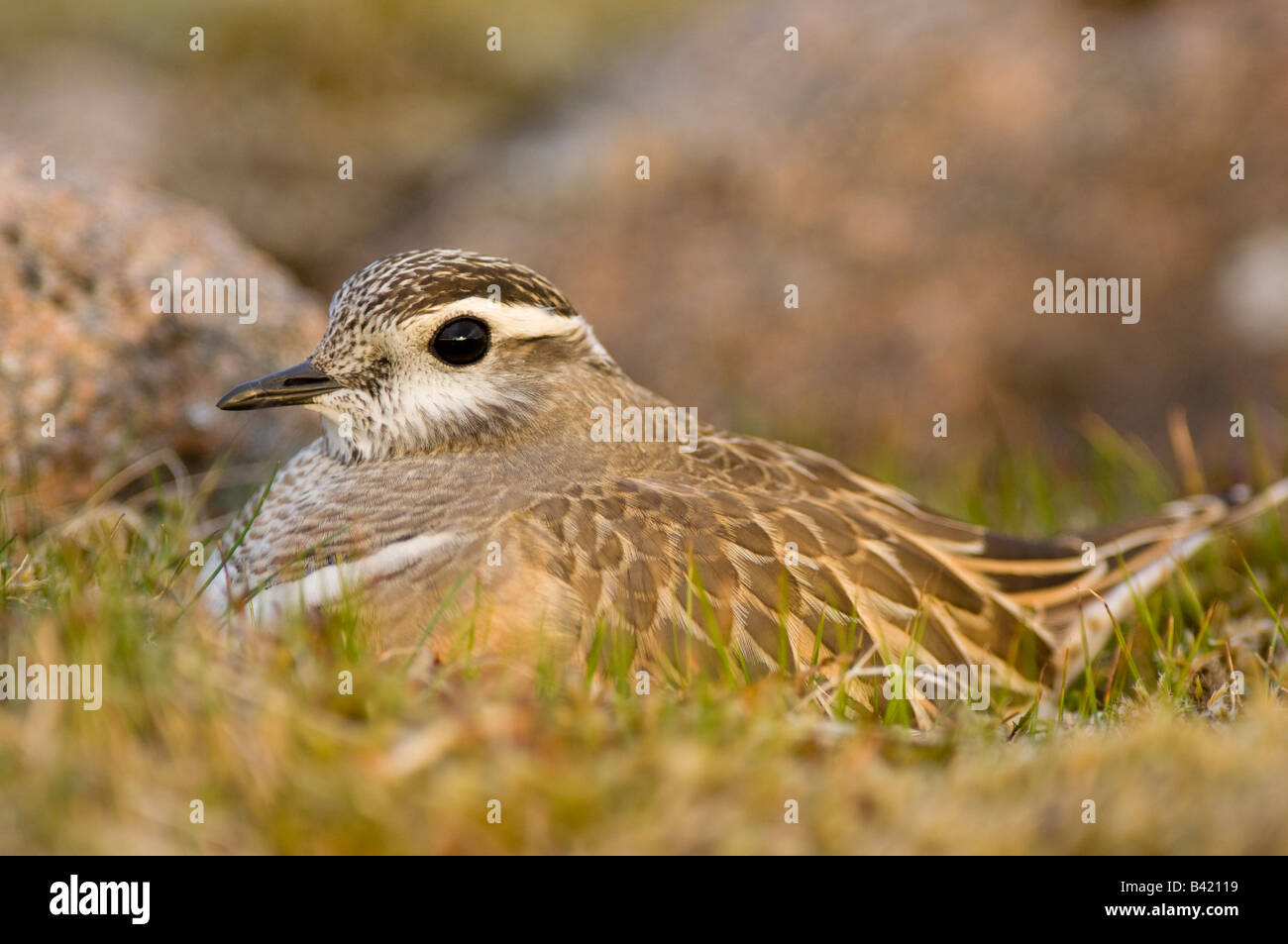 Dotterel Charadrius morinellus male sitting on nest Stock Photo