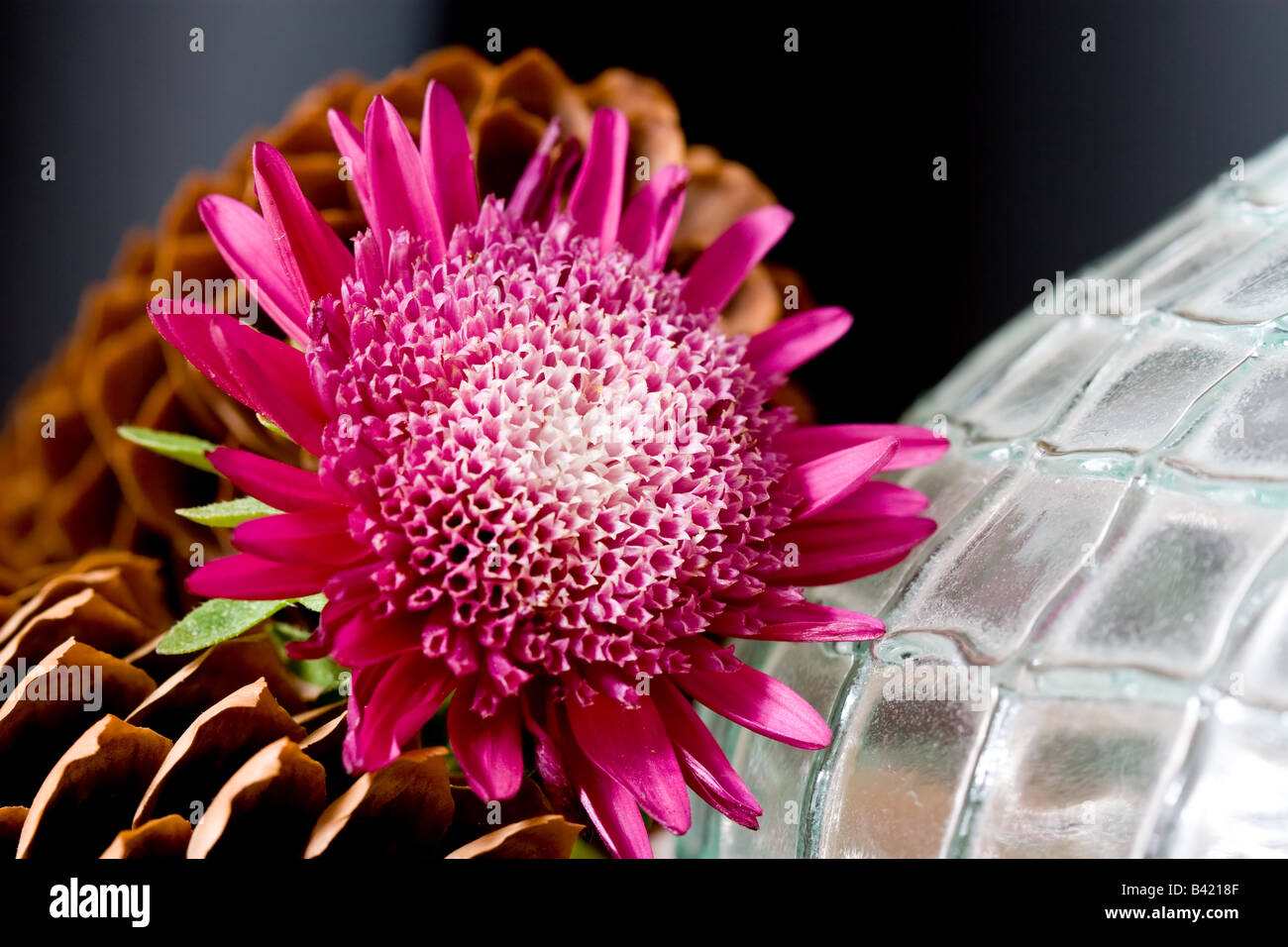 Pinecone flower hi-res stock photography and images - Alamy