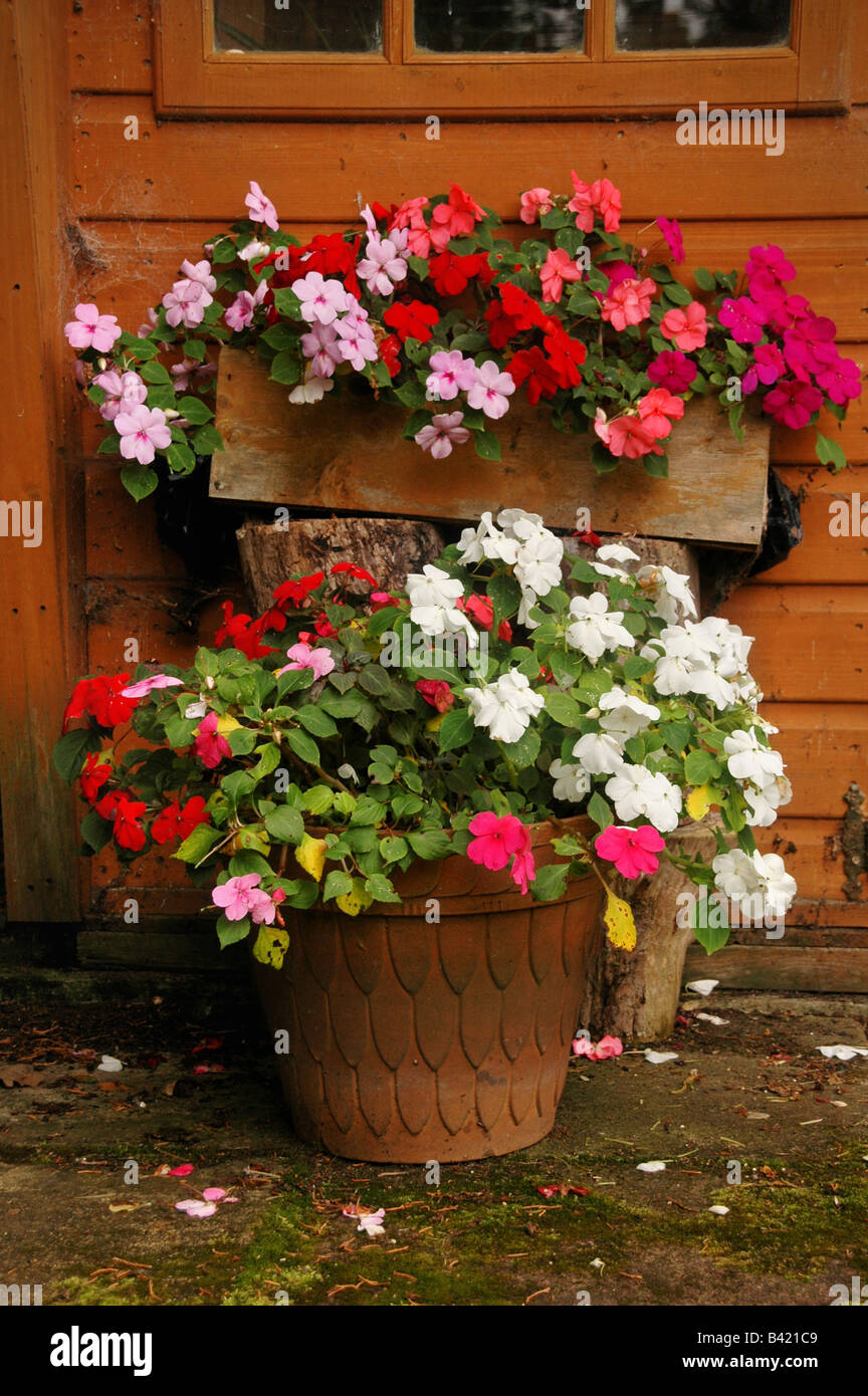 Potted flowering busy lizzies  stand outside a garden shed. Stock Photo