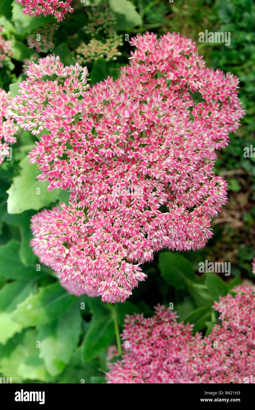 pink sedum flower Stock Photo