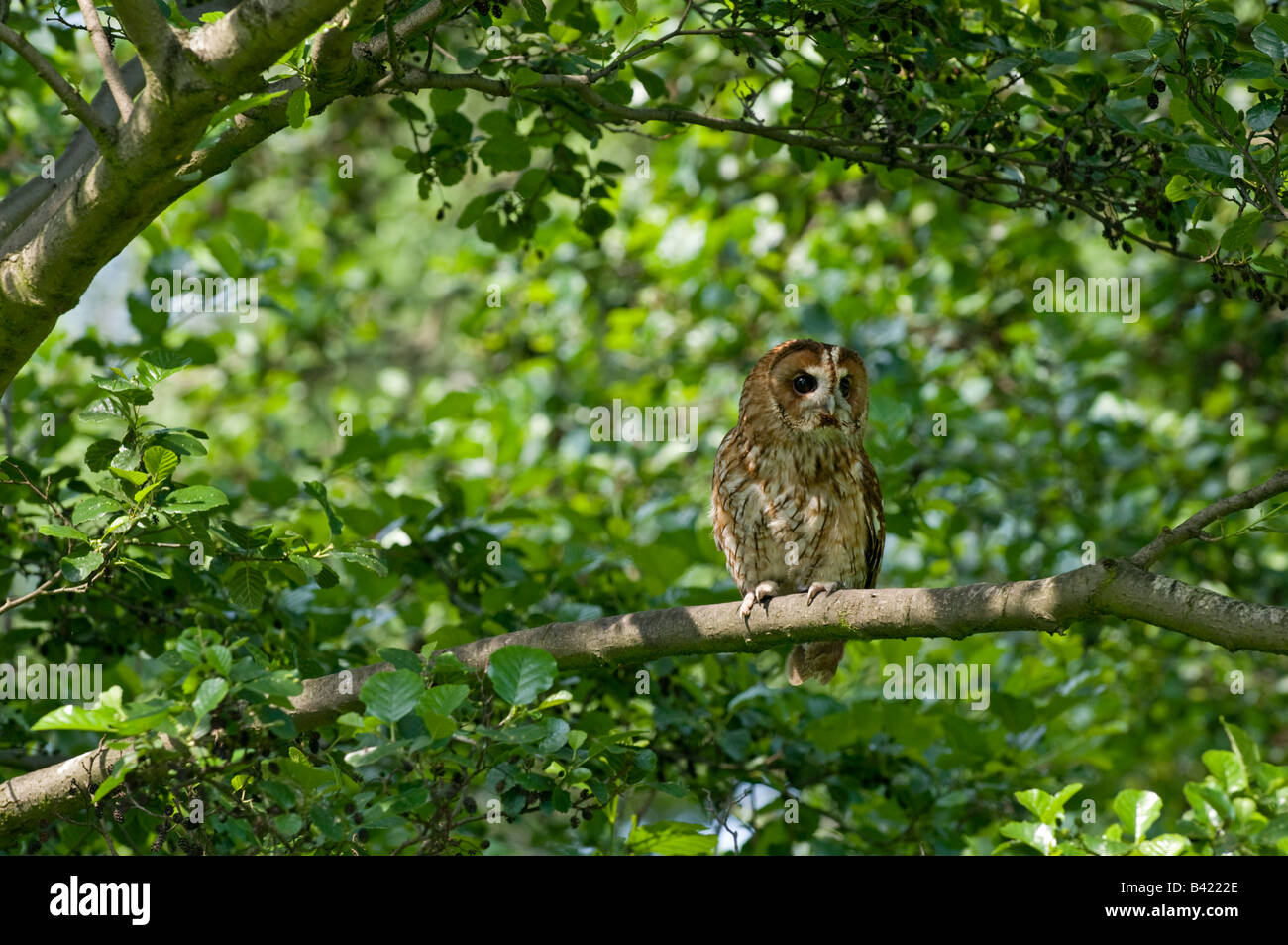 Tawny Owl:  Strix aluco. Roosting during the day. Stock Photo