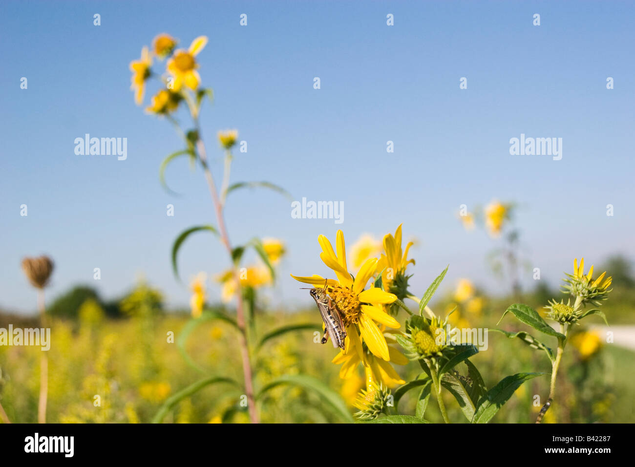 Red-legged Grasshopper and Yellow Sawtooth Sunflowers natural prairie  Danada Regional Trail DuPage County Forest Preserve Stock Photo - Alamy
