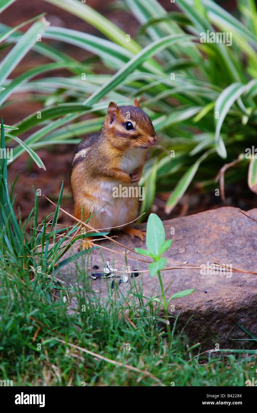 A chipmunk eating sunflower seeds Stock Photo Alamy